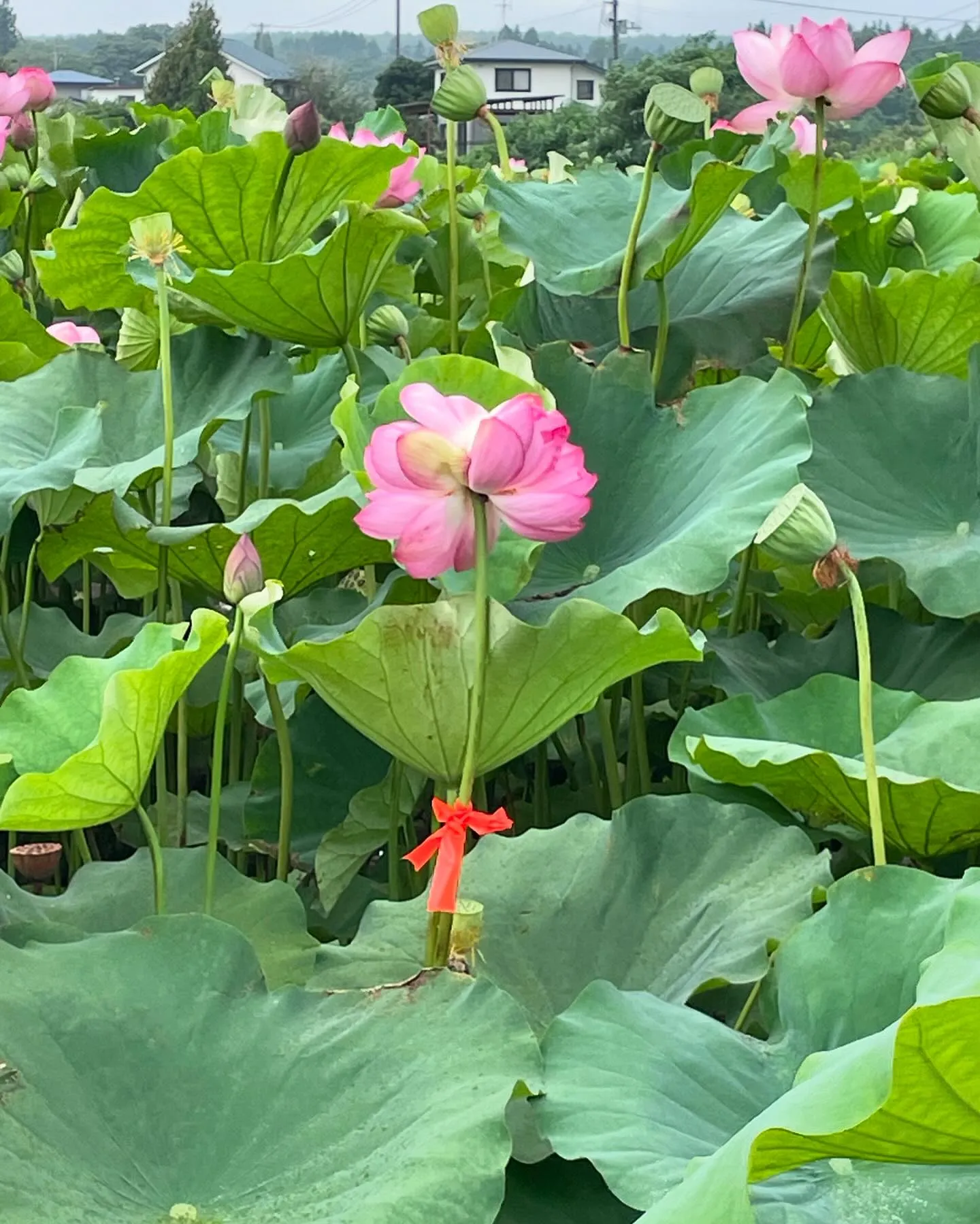 朝早く「見ると幸せになる」蓮の花を見てきました。