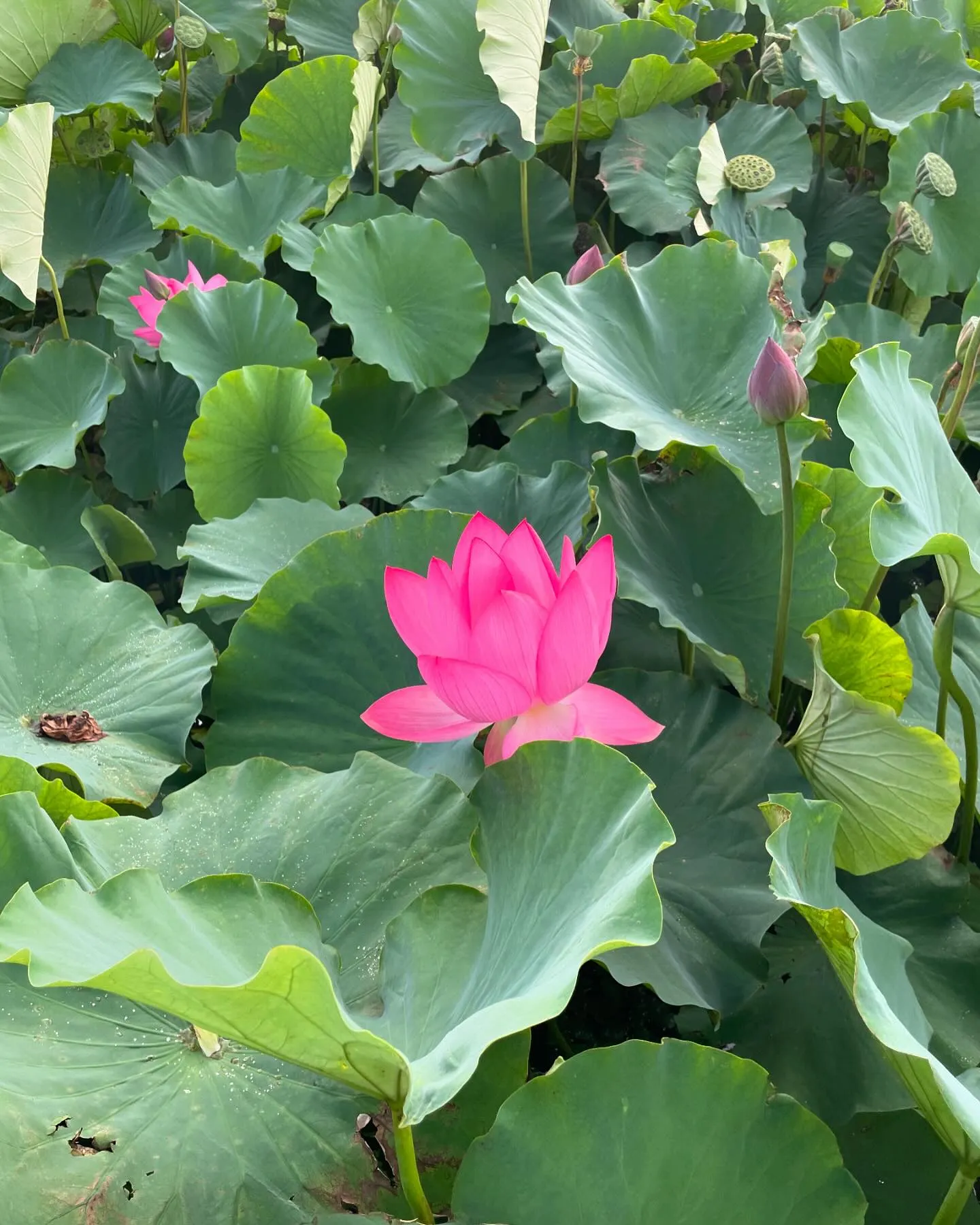 朝早く「見ると幸せになる」蓮の花を見てきました。