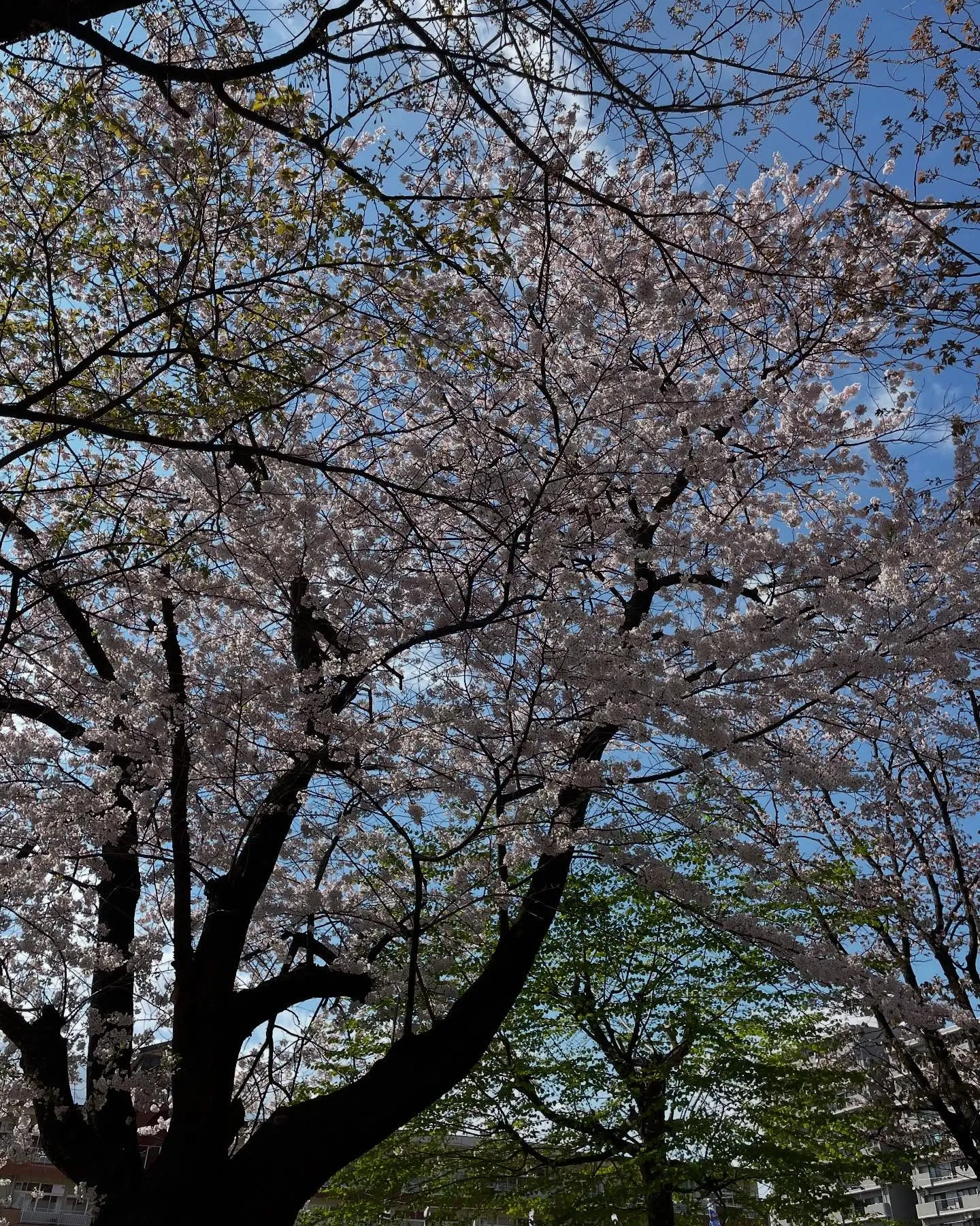 朝イチ、市役所で戸籍を取り、一般廃棄物の件でお客様を訪問、も...