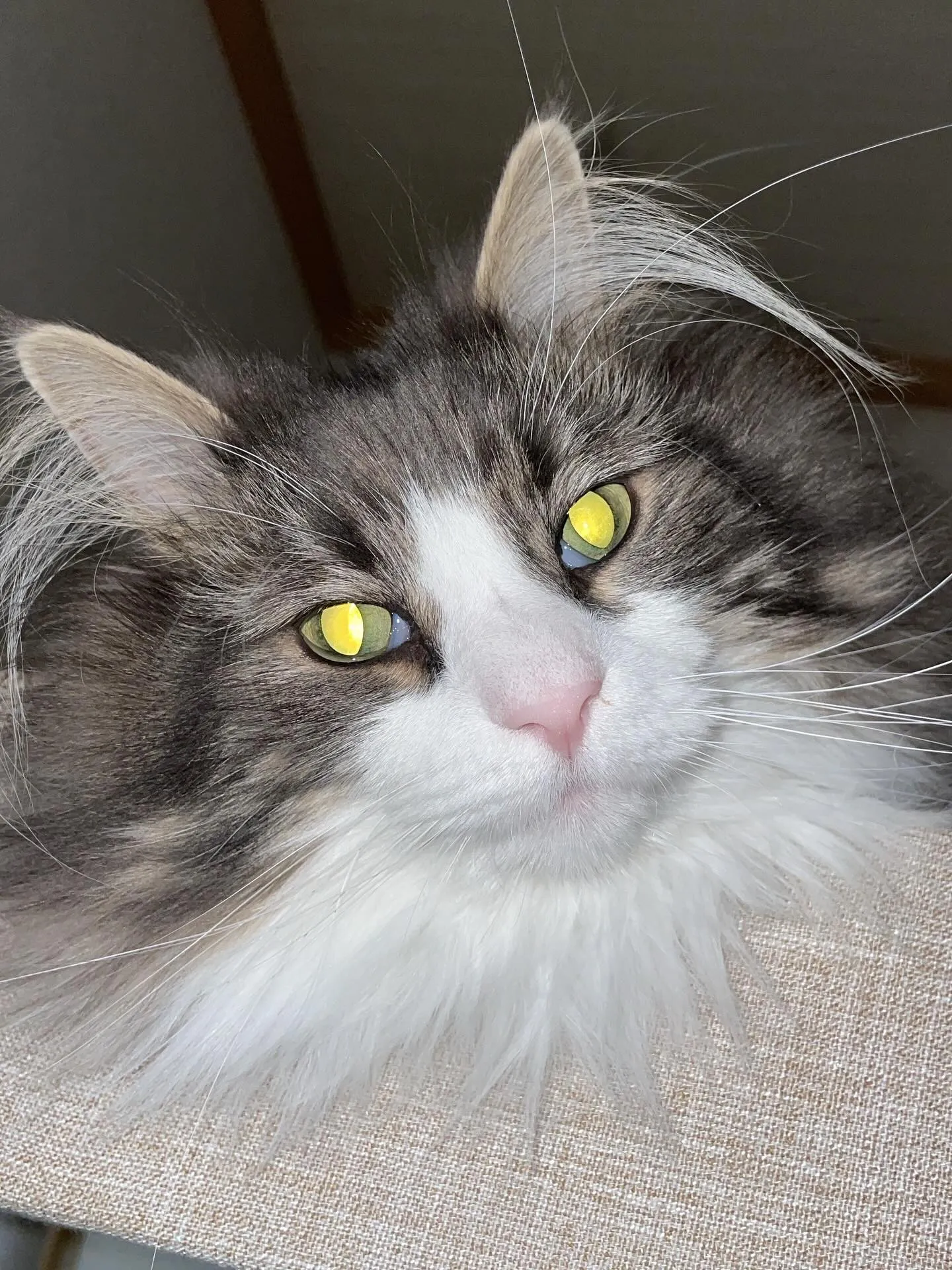 今日は休みの日…だったけど、午後に病院から電話があって、遺言...