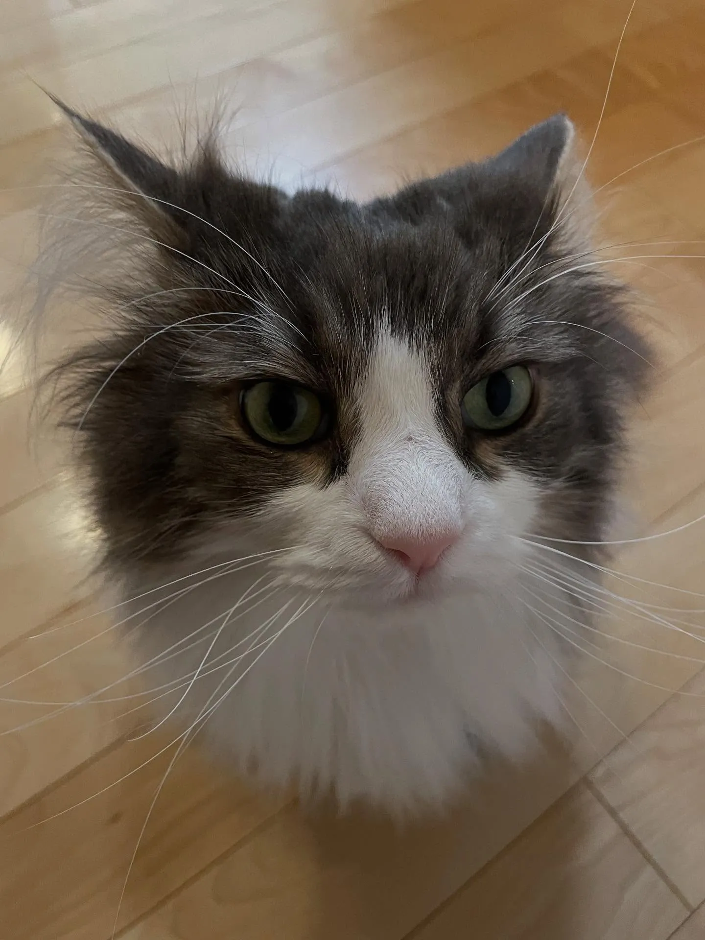 今日の午前中は車の点検だったけど、午後からは任意後見人になっ...