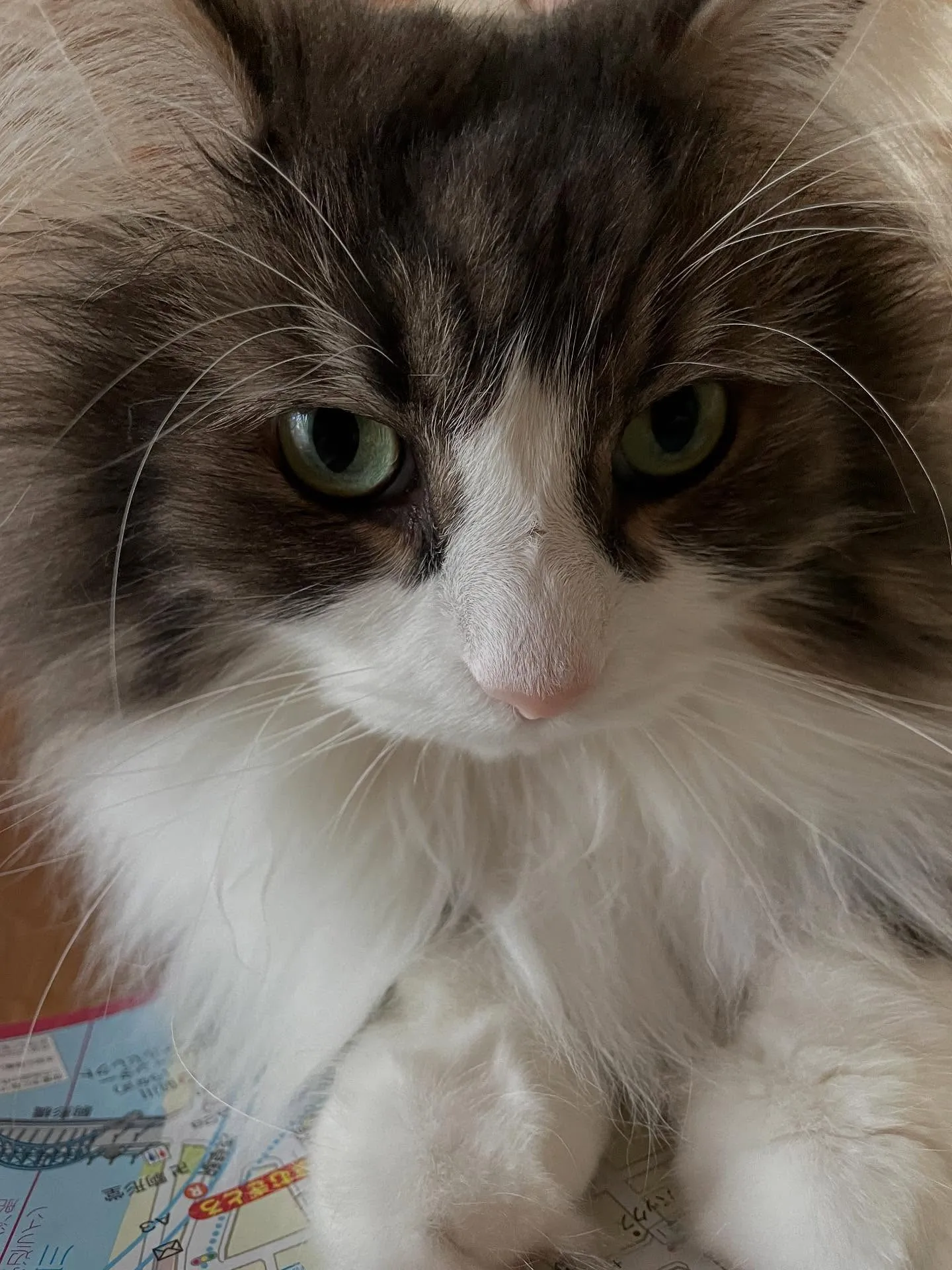 今日、朝から役所のなかを行ったり来たりして、任意後見人の届出...