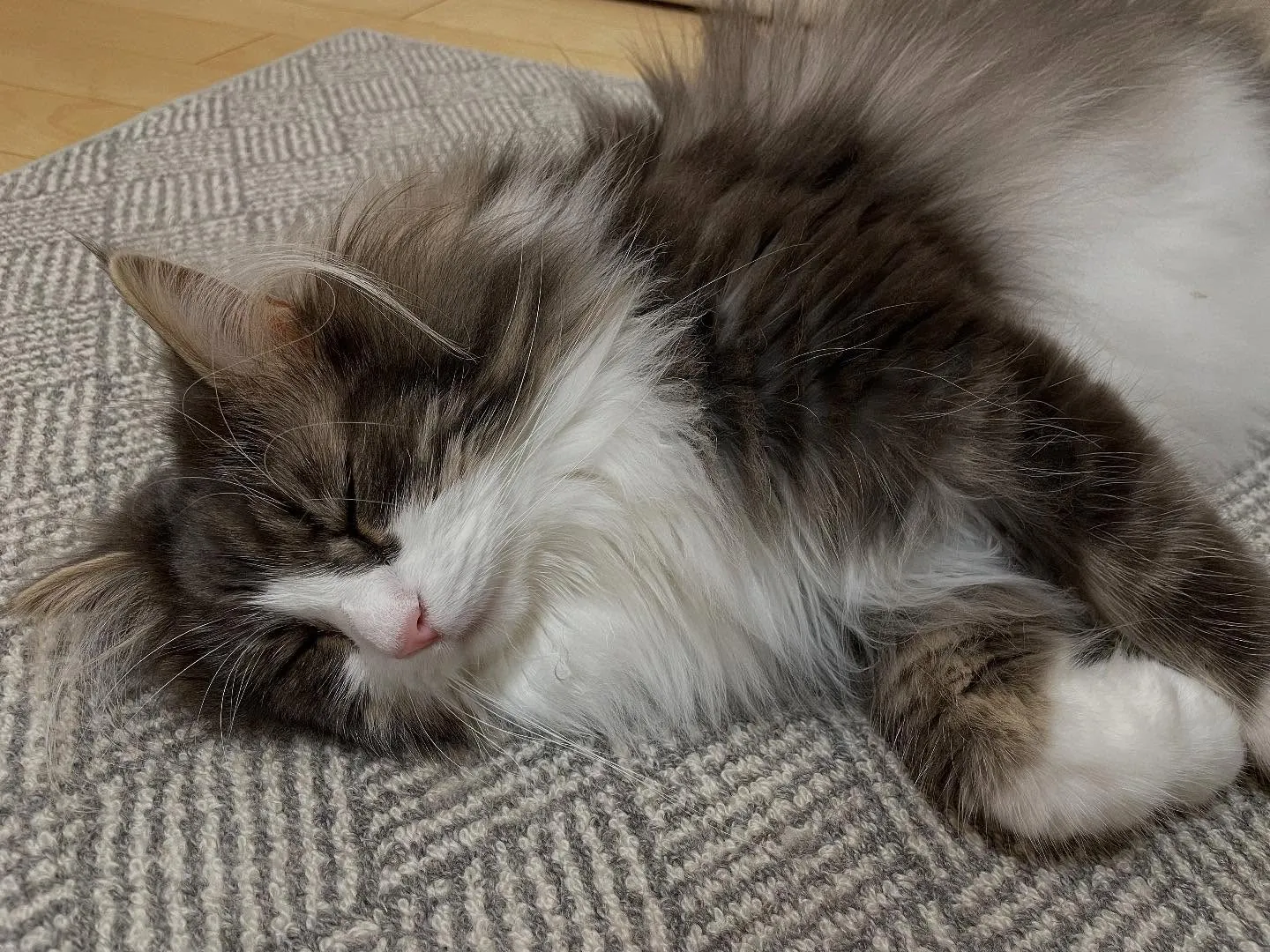 今日も朝イチで市役所に行って、先日の任意後見人の件で戸籍と固...