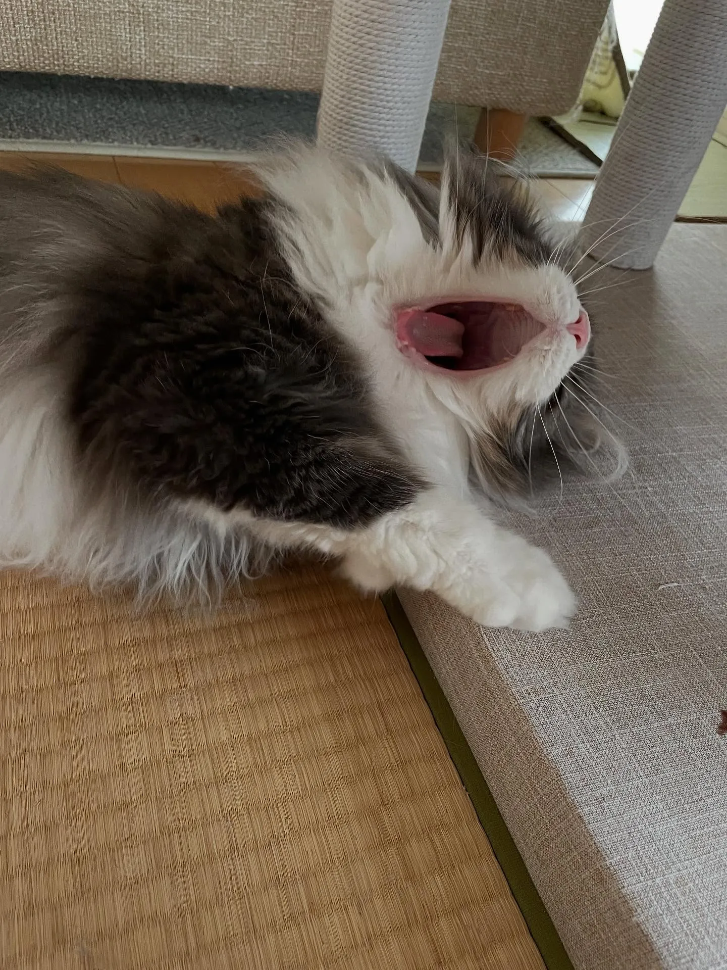 今日、事務所に行ったら亡くなった遺言者様の手続き書類が２つ来...