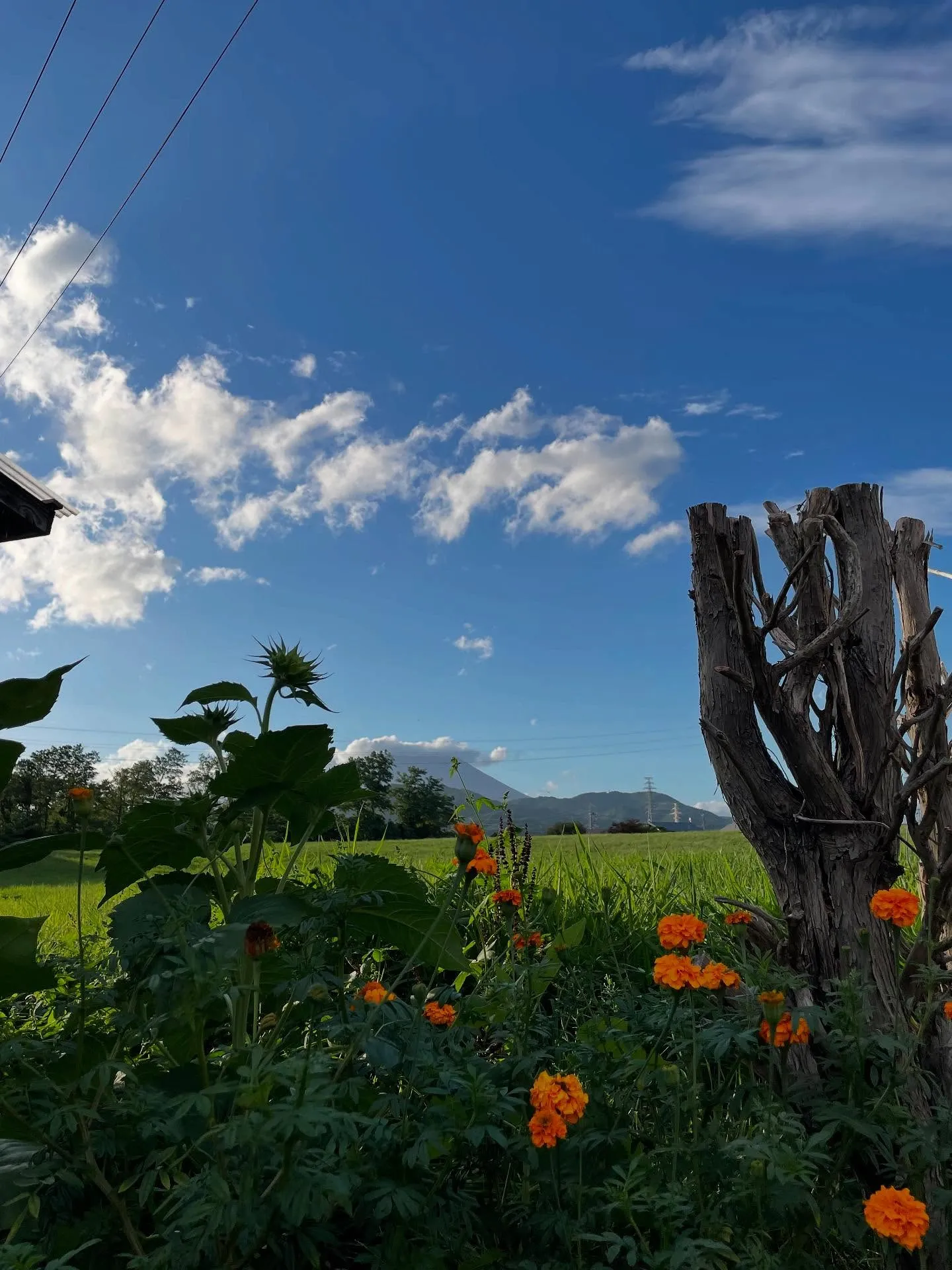 事務所に行ったら、亡くなった遺言者様宛の書類が届いていたので...