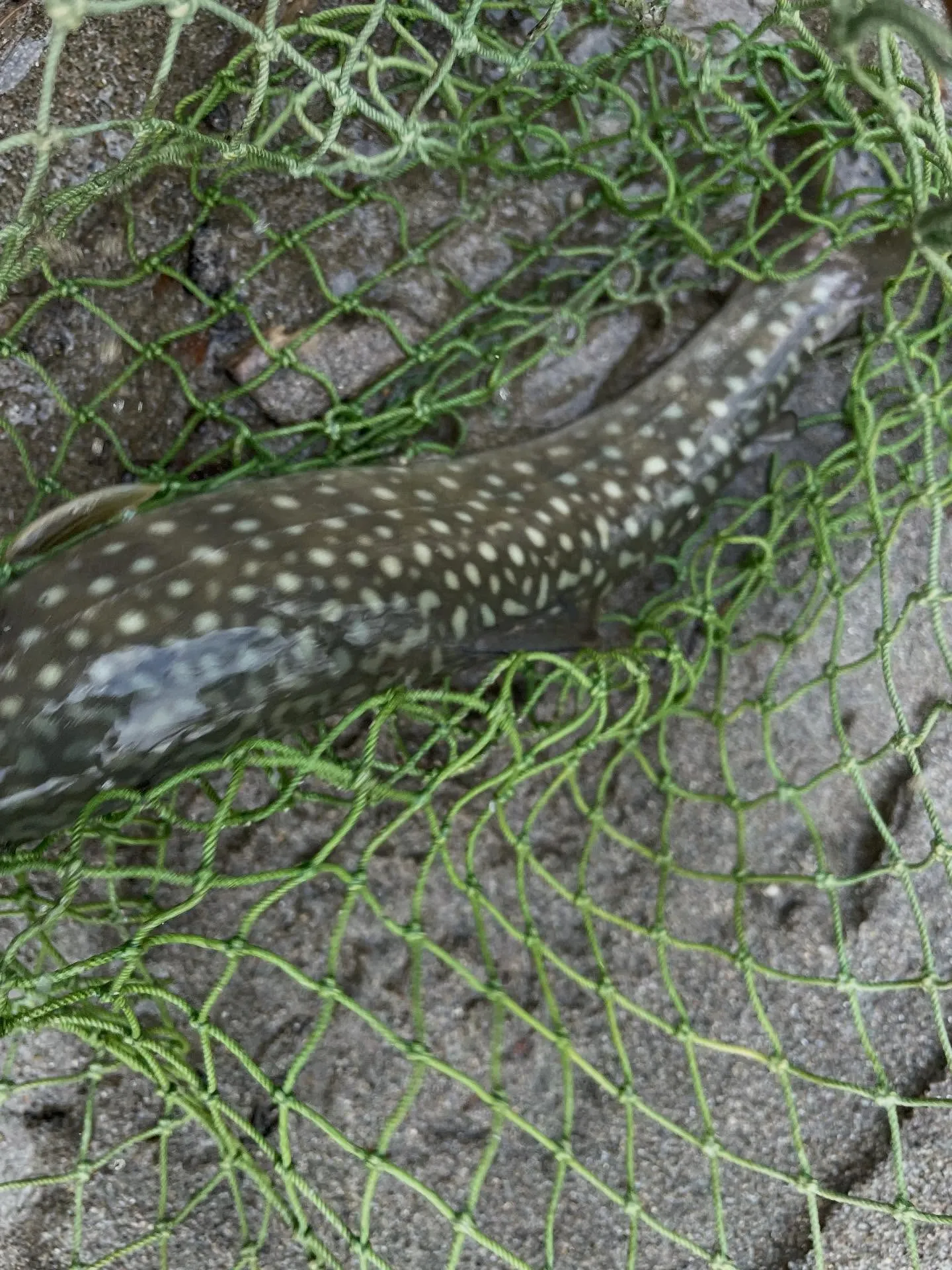 今日は久しぶりの釣り。