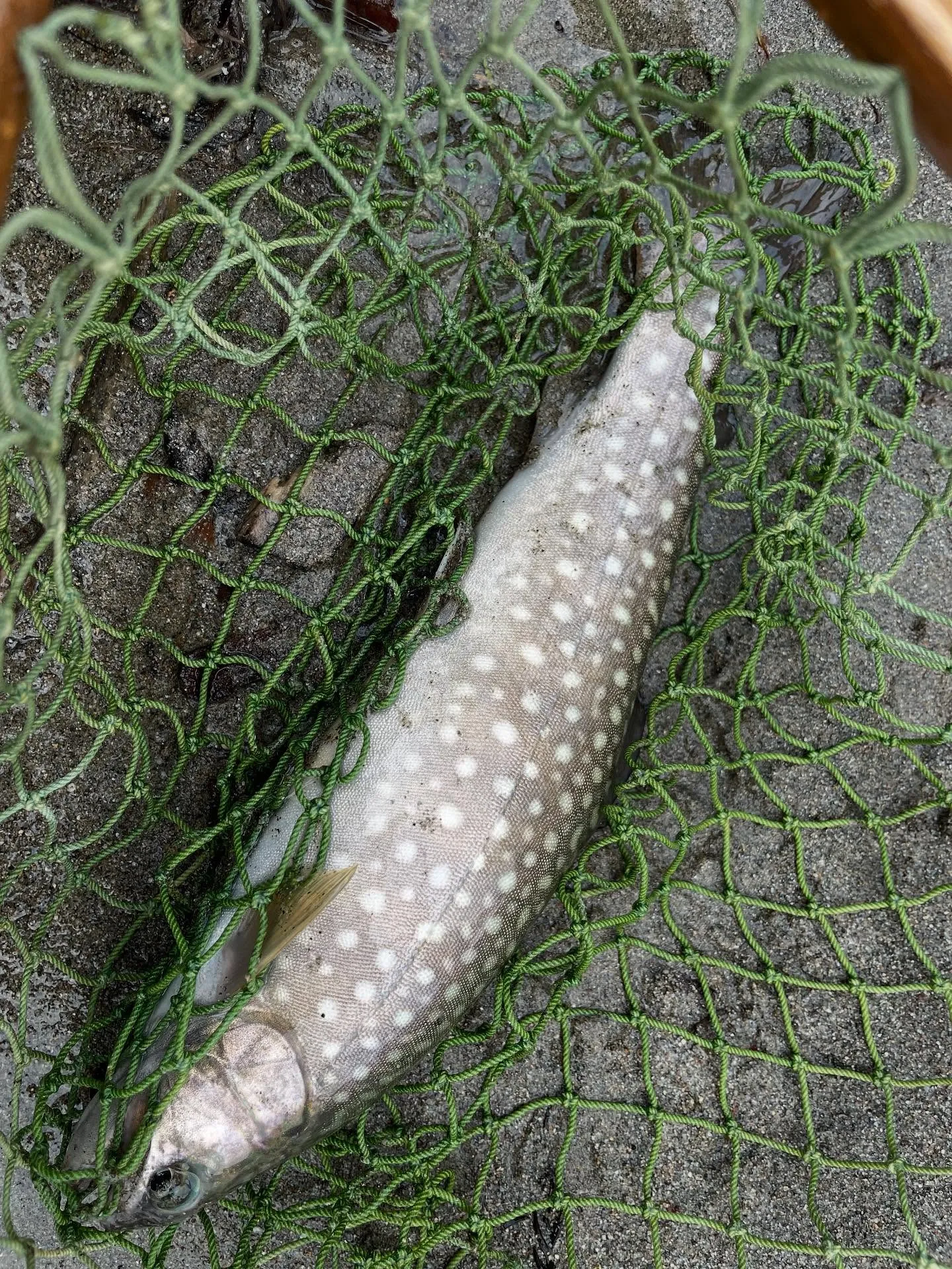 今日は久しぶりの釣り。