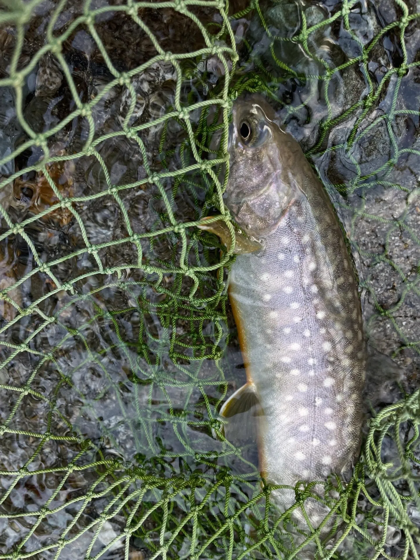 今日の午前中は釣りで、ようやく26センチくらいの岩魚とちっち...