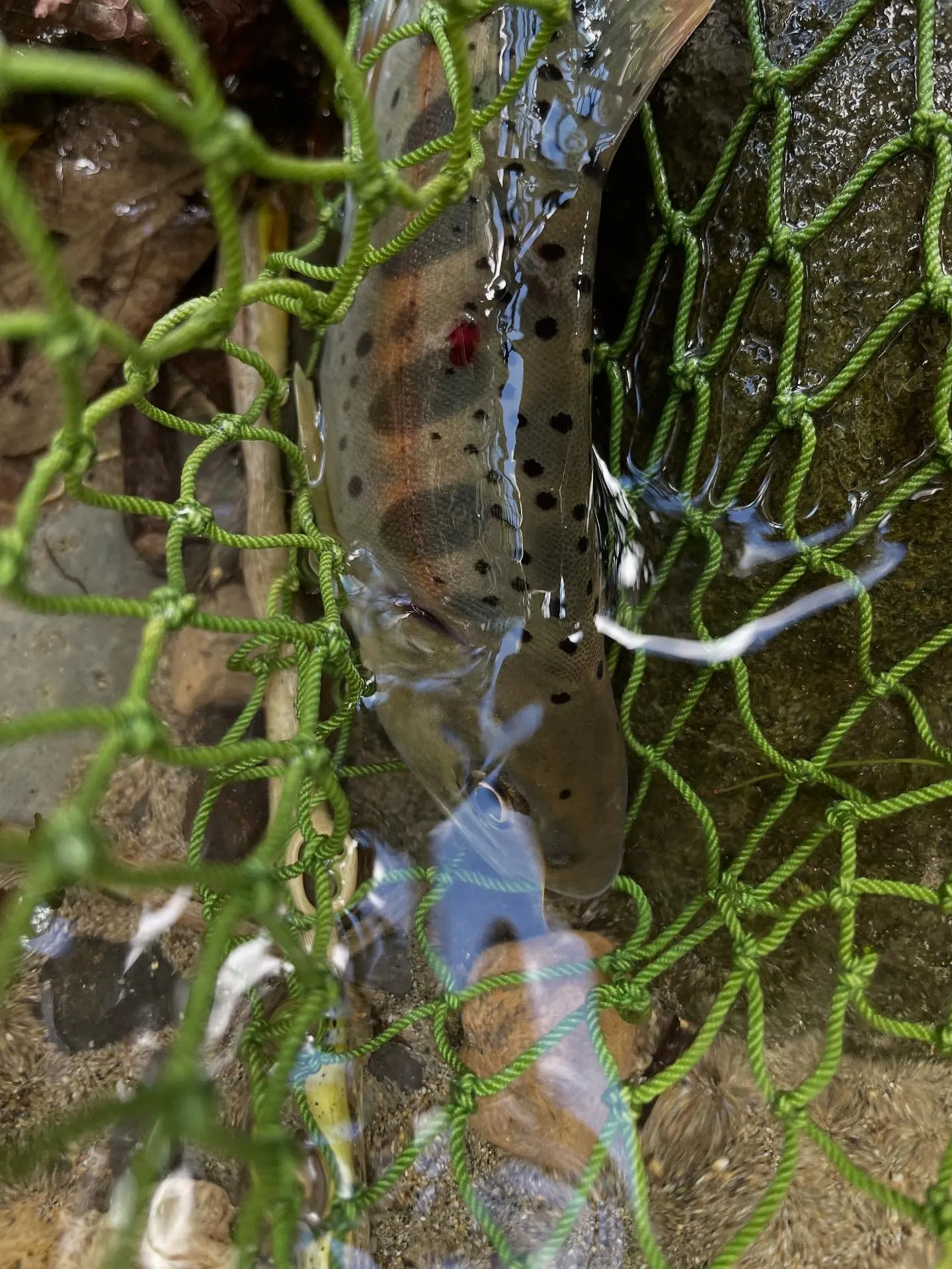 今日の午前中は釣りで、ようやく26センチくらいの岩魚とちっち...
