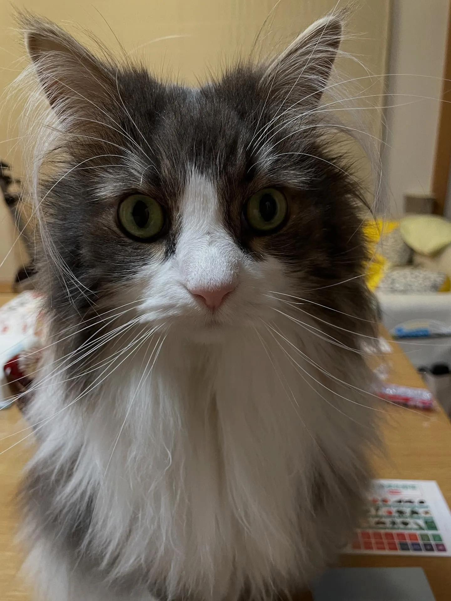 今日は朝から遺産分割協議証明書の用意と送付で、午前中に２件分...