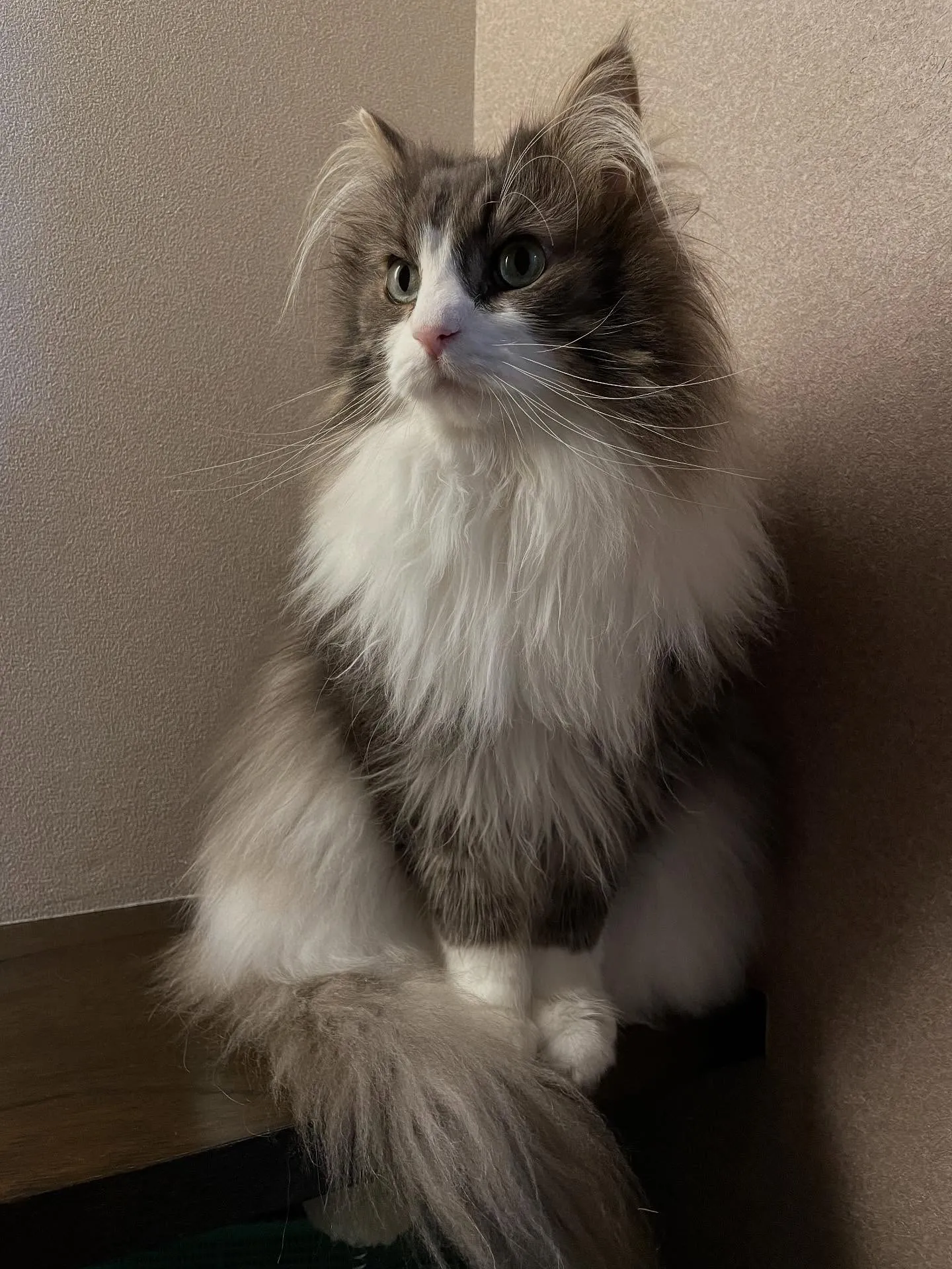 怒涛の三連休が終わり、通常業務に戻っての午前中、何度かご相談...