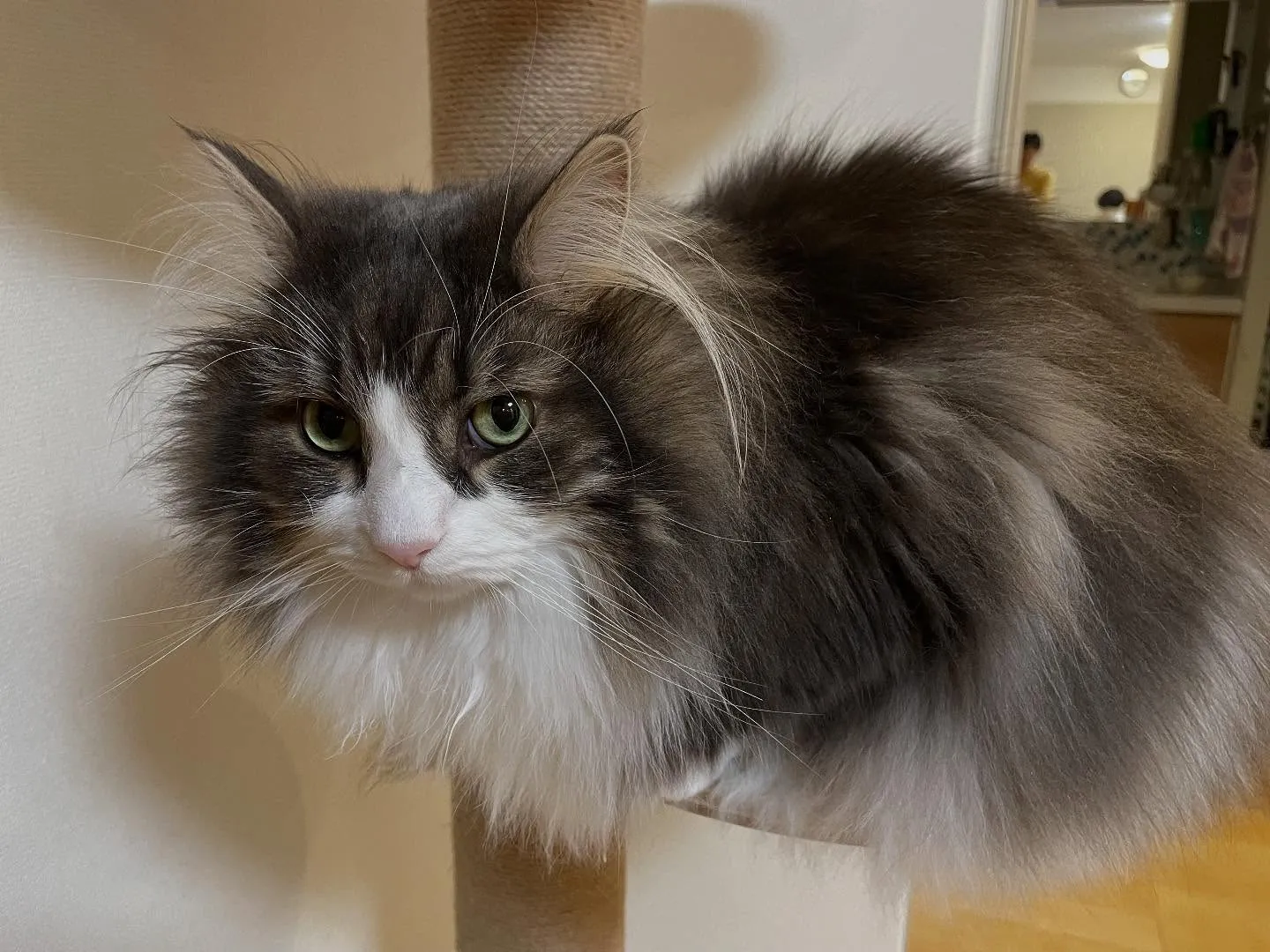 今日も朝イチでお客様宅を訪問、遺言作成のご相談という事で午前...