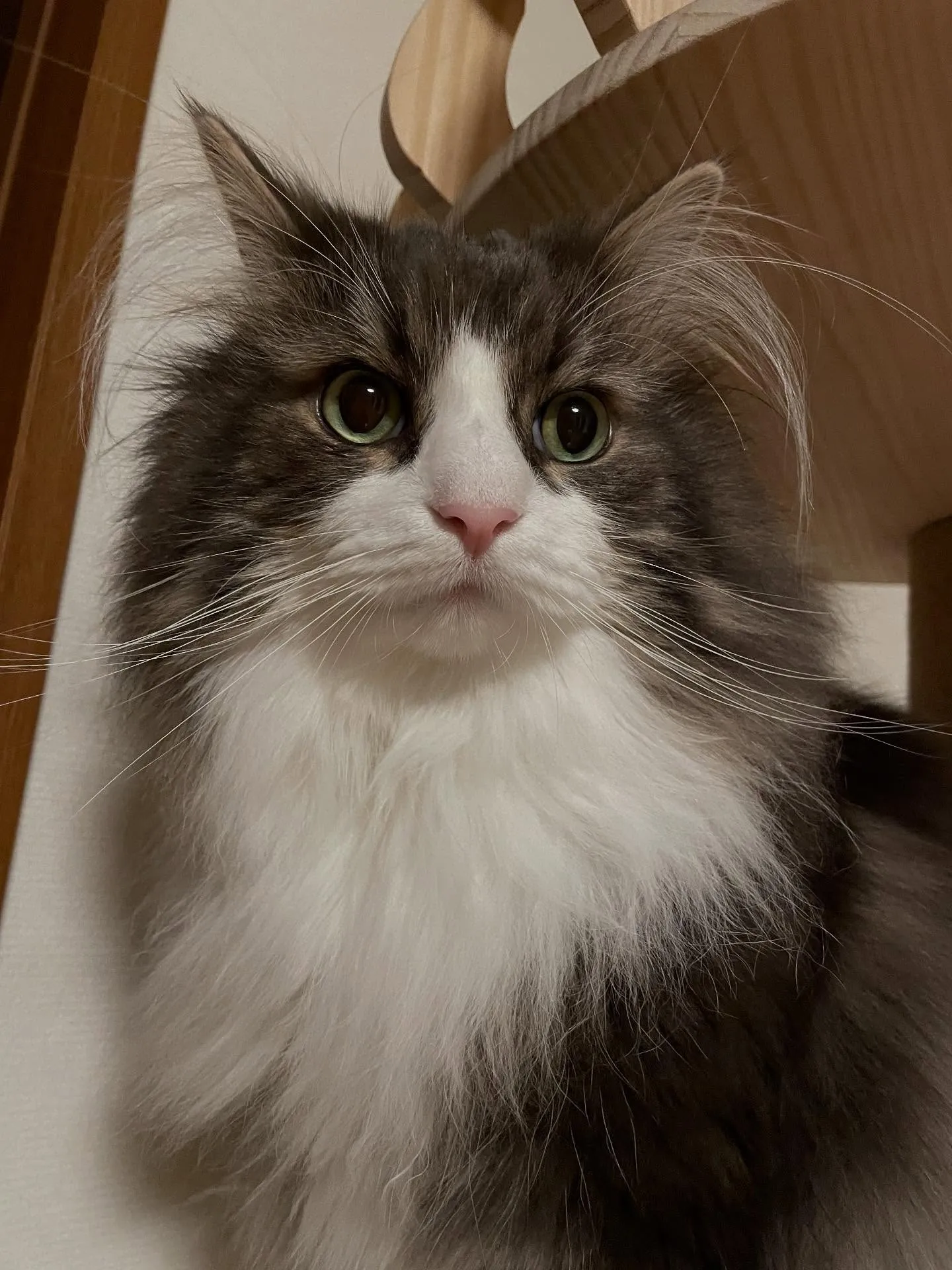 今日は朝から補助者さんが書いた職務上請求書をチェックして郵送...