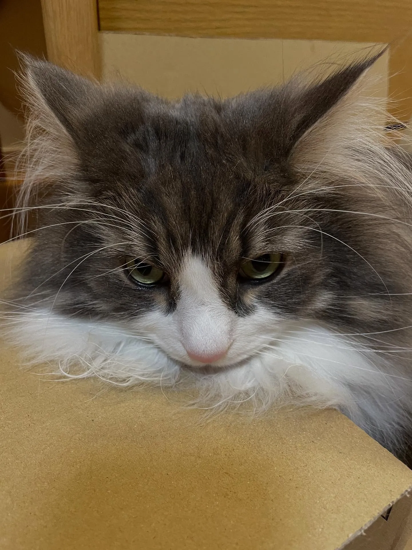 今日は朝イチで市役所に行き、戸籍を取ってから事務所に向かい、...