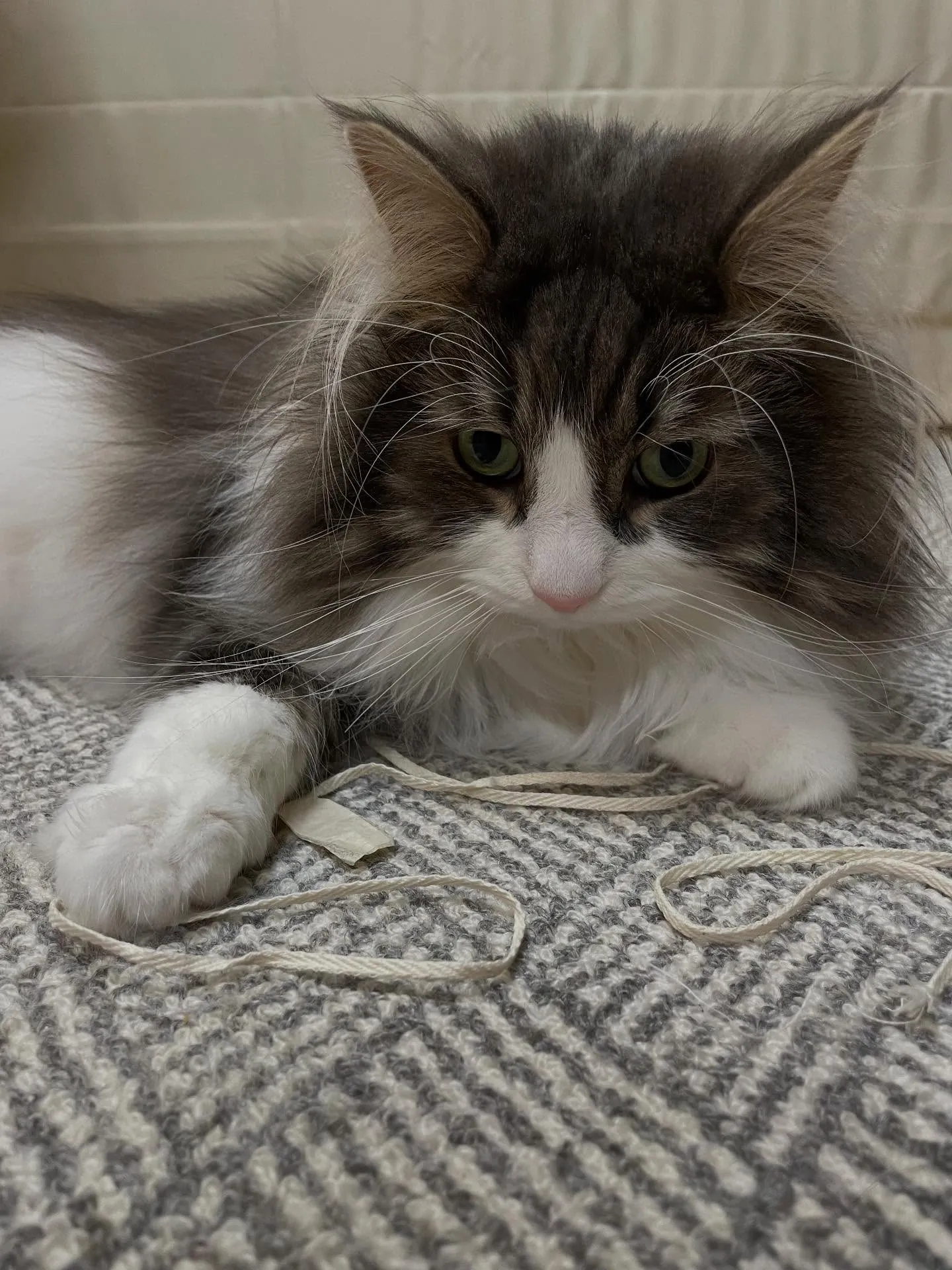 朝イチで市役所に行って戸籍などを取ってから事務所に入り、まず...