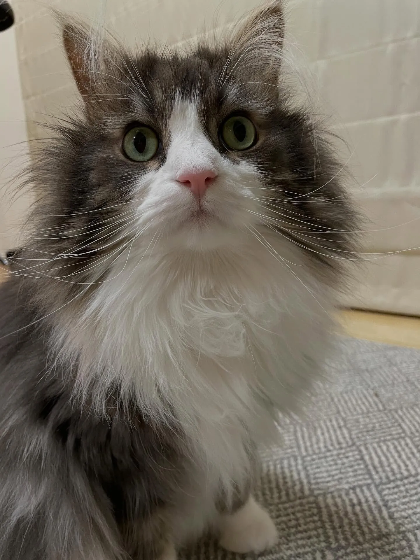 午前中、法定相続情報一覧図の訂正をしてから法務局に再提出、そ...