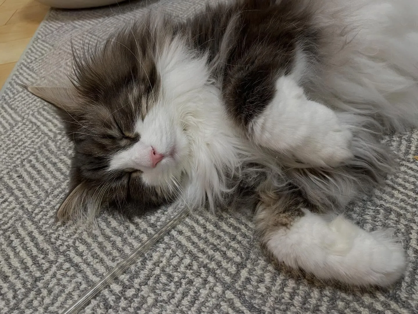 今日も朝イチでお客様宅を訪問、手続きが終わった書類などをお届...