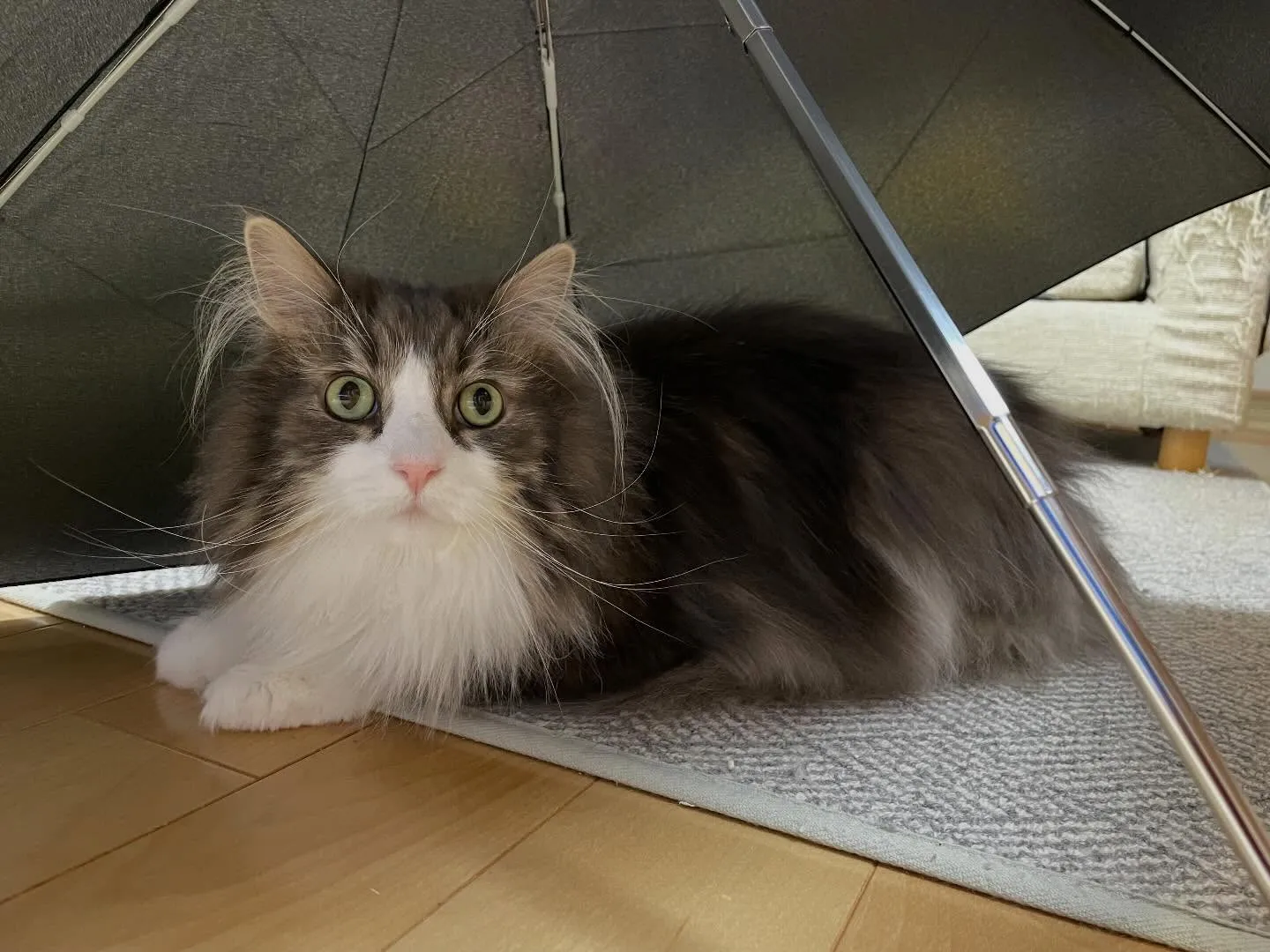 ガラガラ声の今日、午前中は集めた残高証明書の整理や請求書のま...