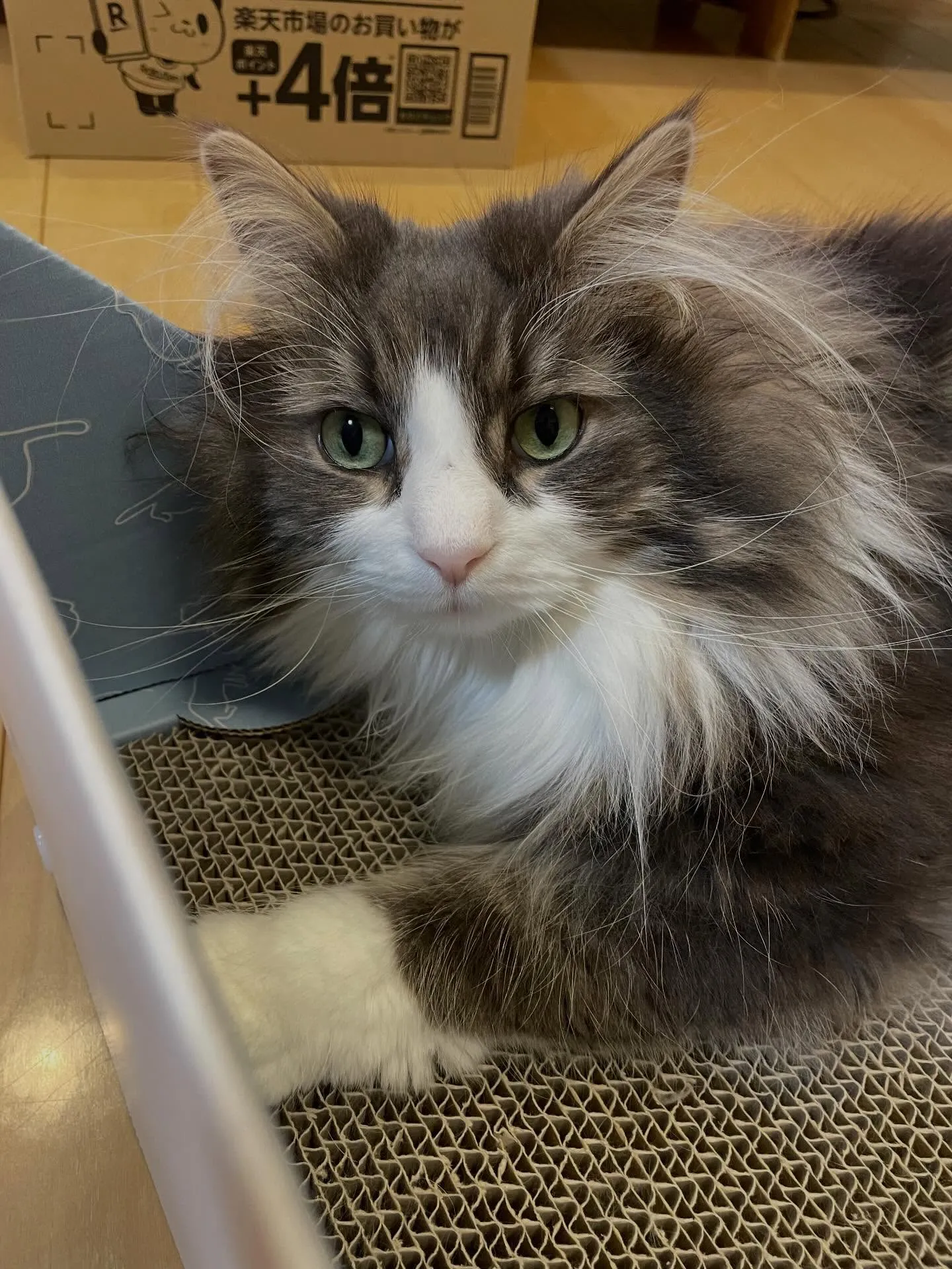 今日は手続きの合間、午前中はお客様への連絡や手続きの手配、遺...