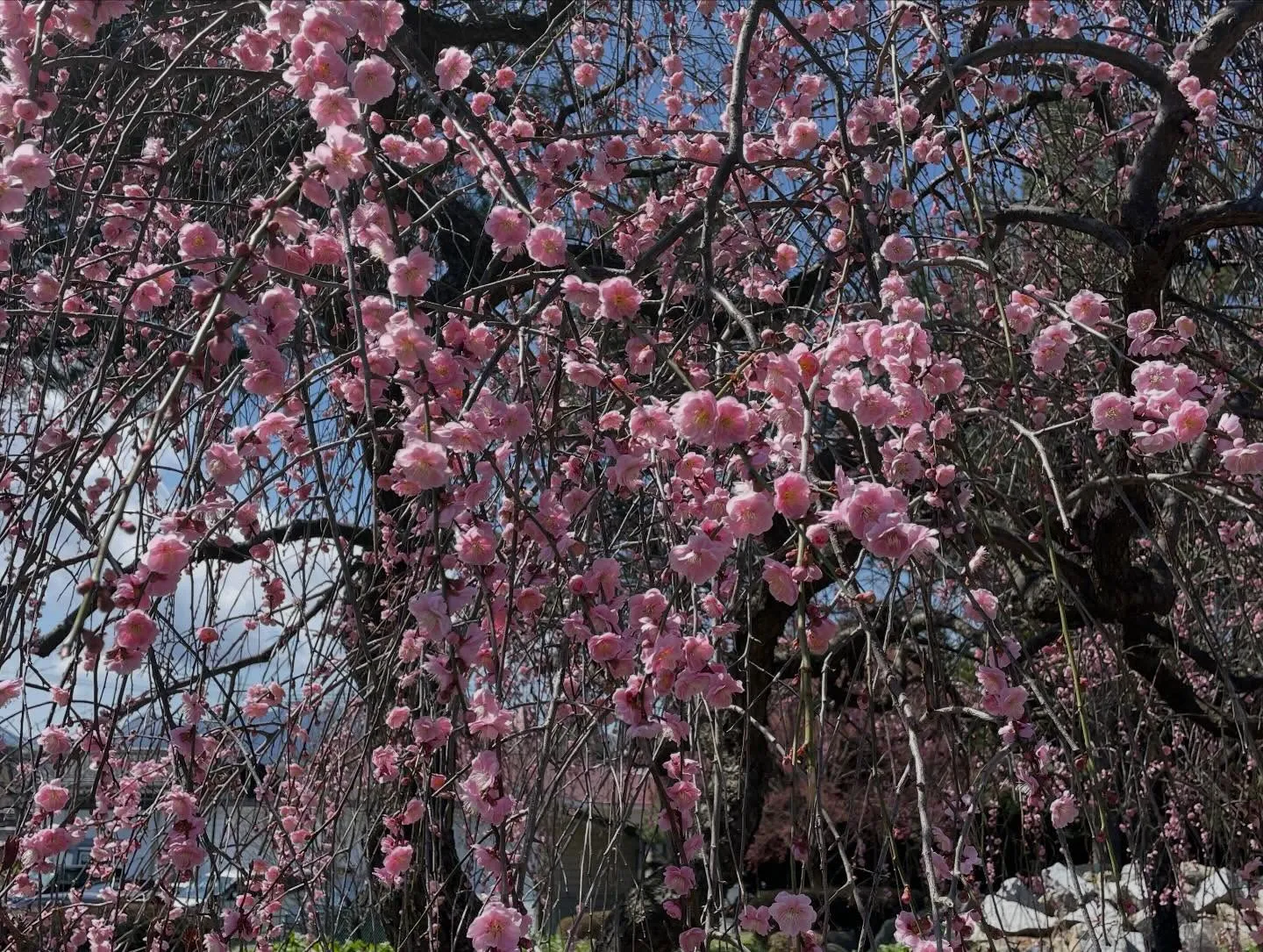 今日の午前中、お世話になっている超老舗の葬儀社さまを訪問して...