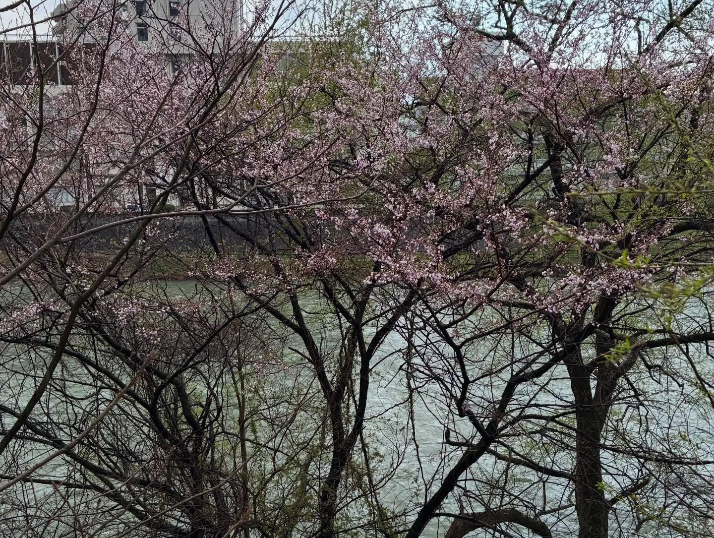 今日の午前中は、お世話になっている葬儀社様主催のセミナー資料...