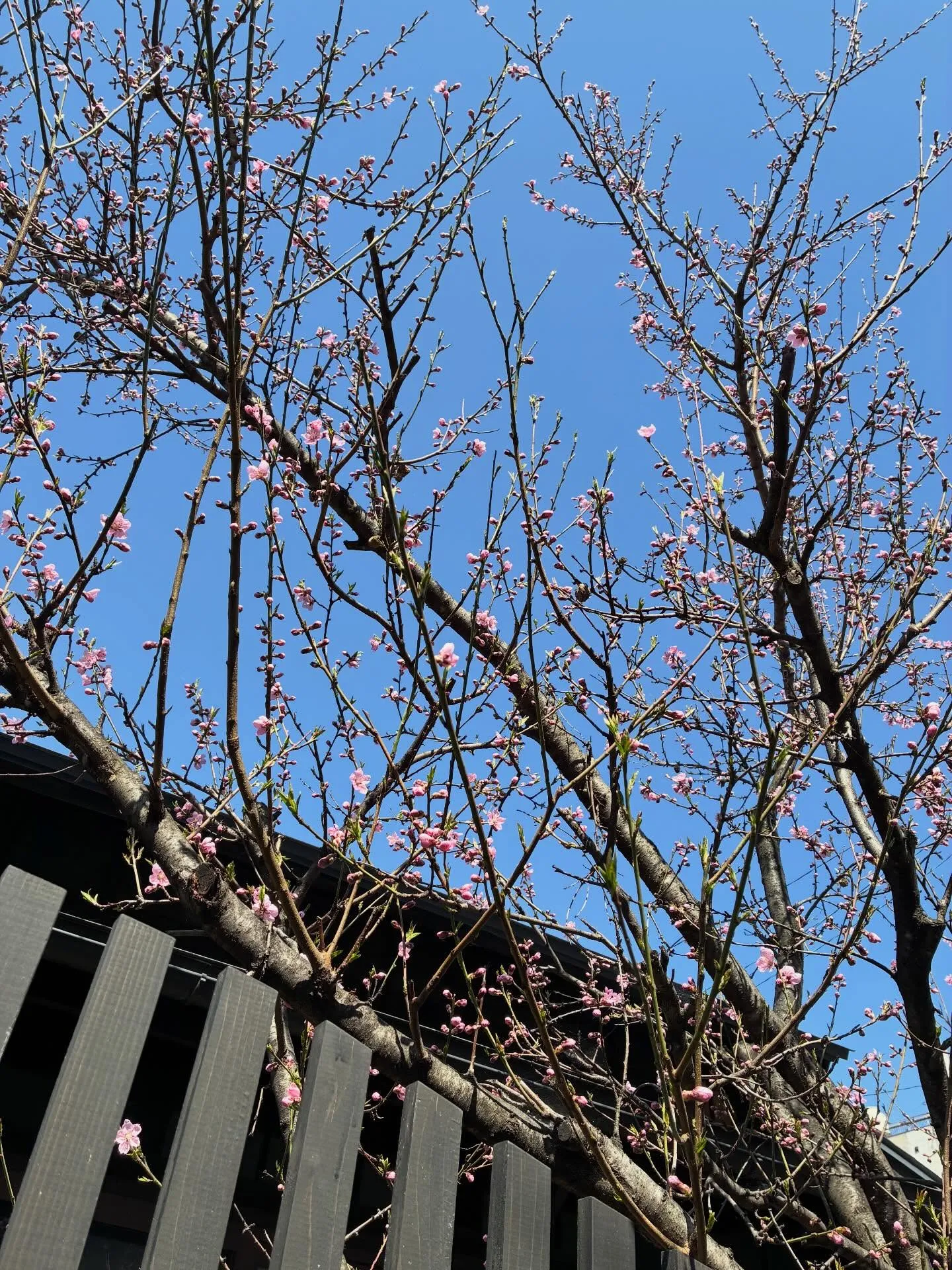 今日はご相談のダブルヘッダーで、午前中と午後それぞれ1件ずつ...