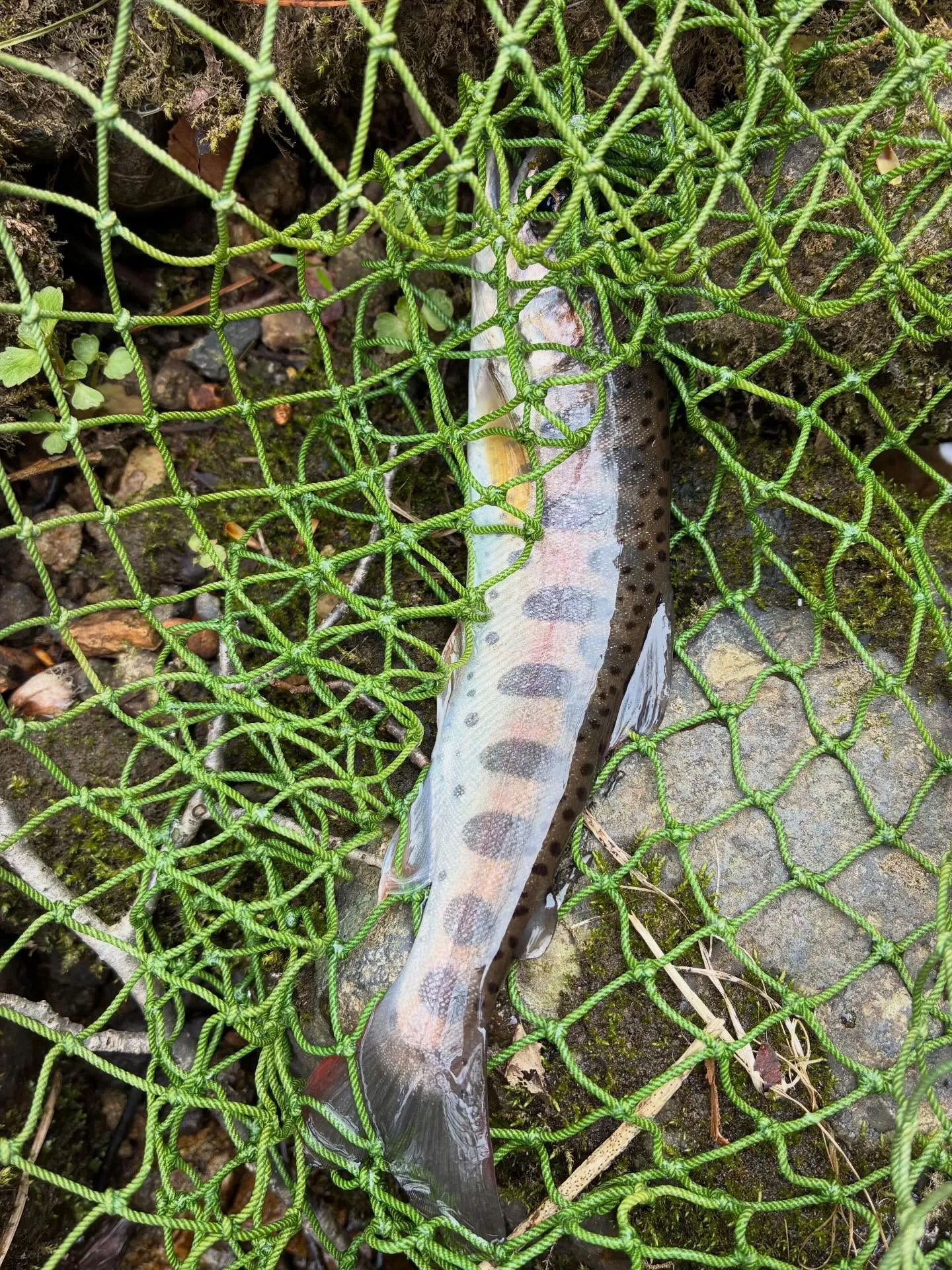 今日は何年か振りの単独釣行。