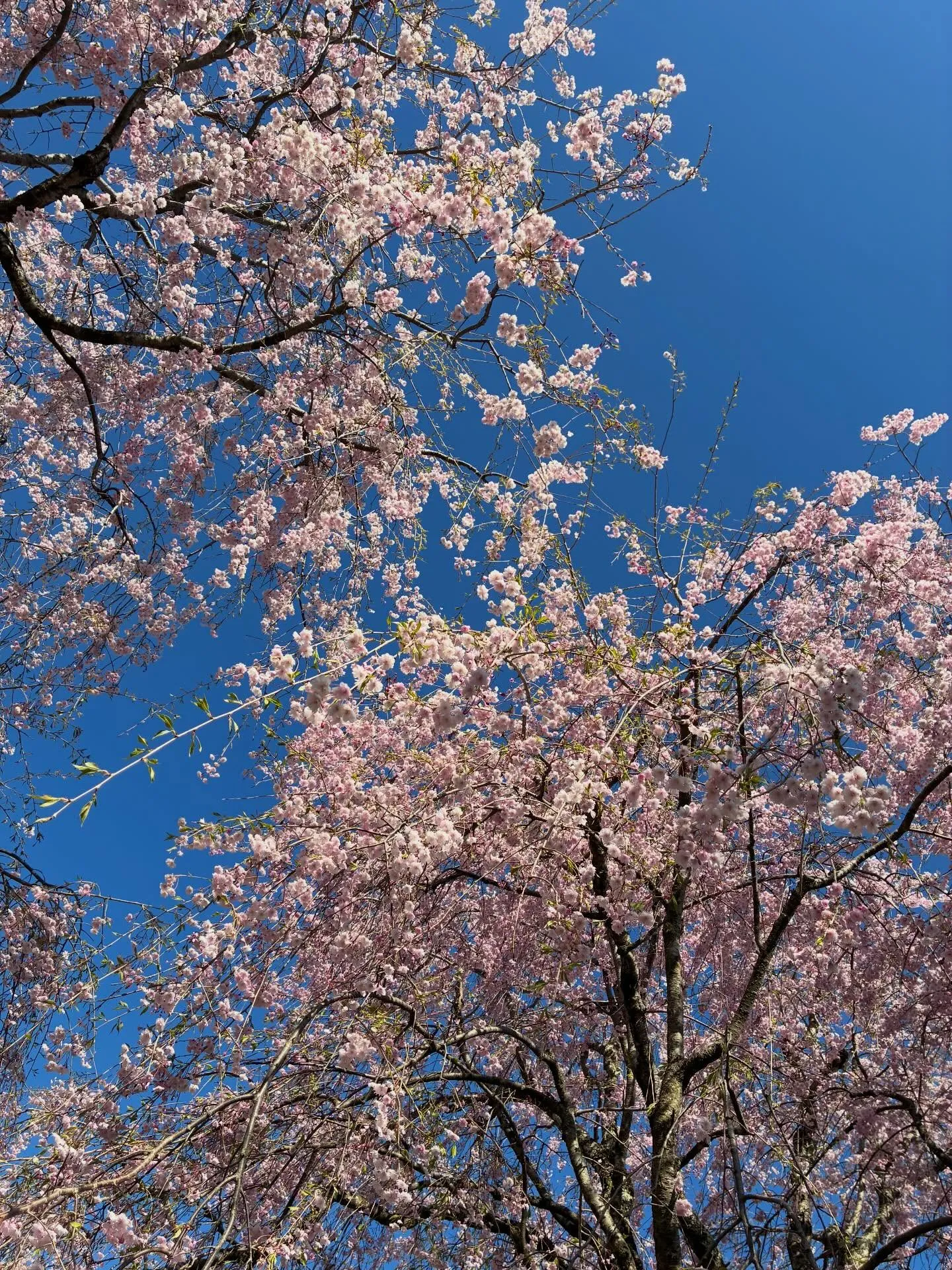 今日はカミさん孝行の日。