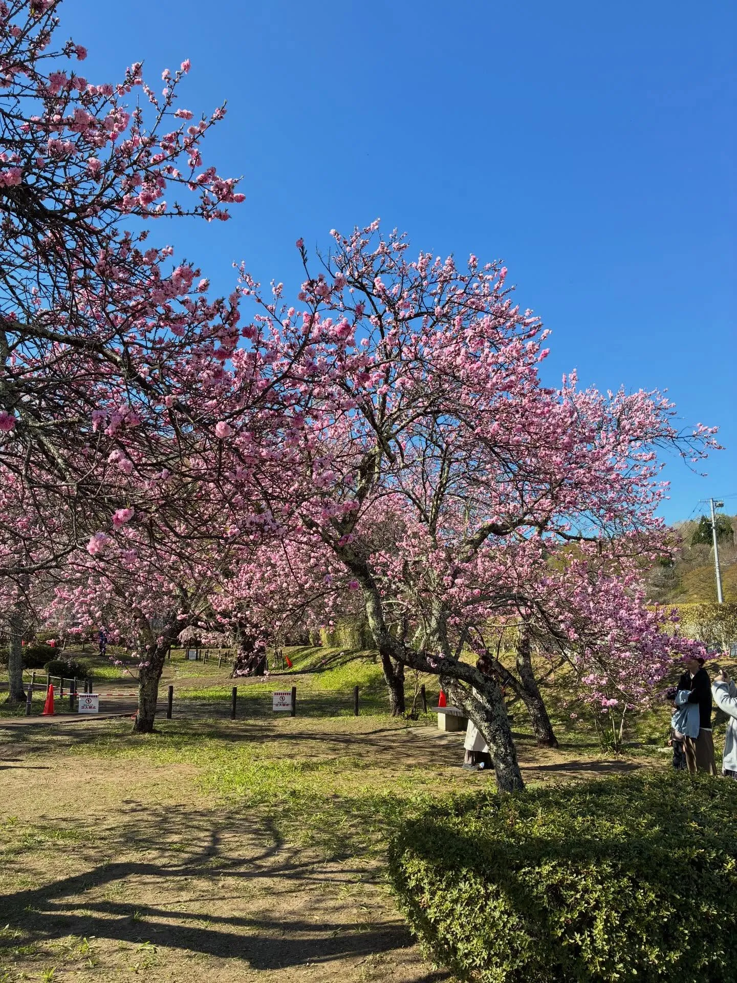 今日はカミさん孝行の日。