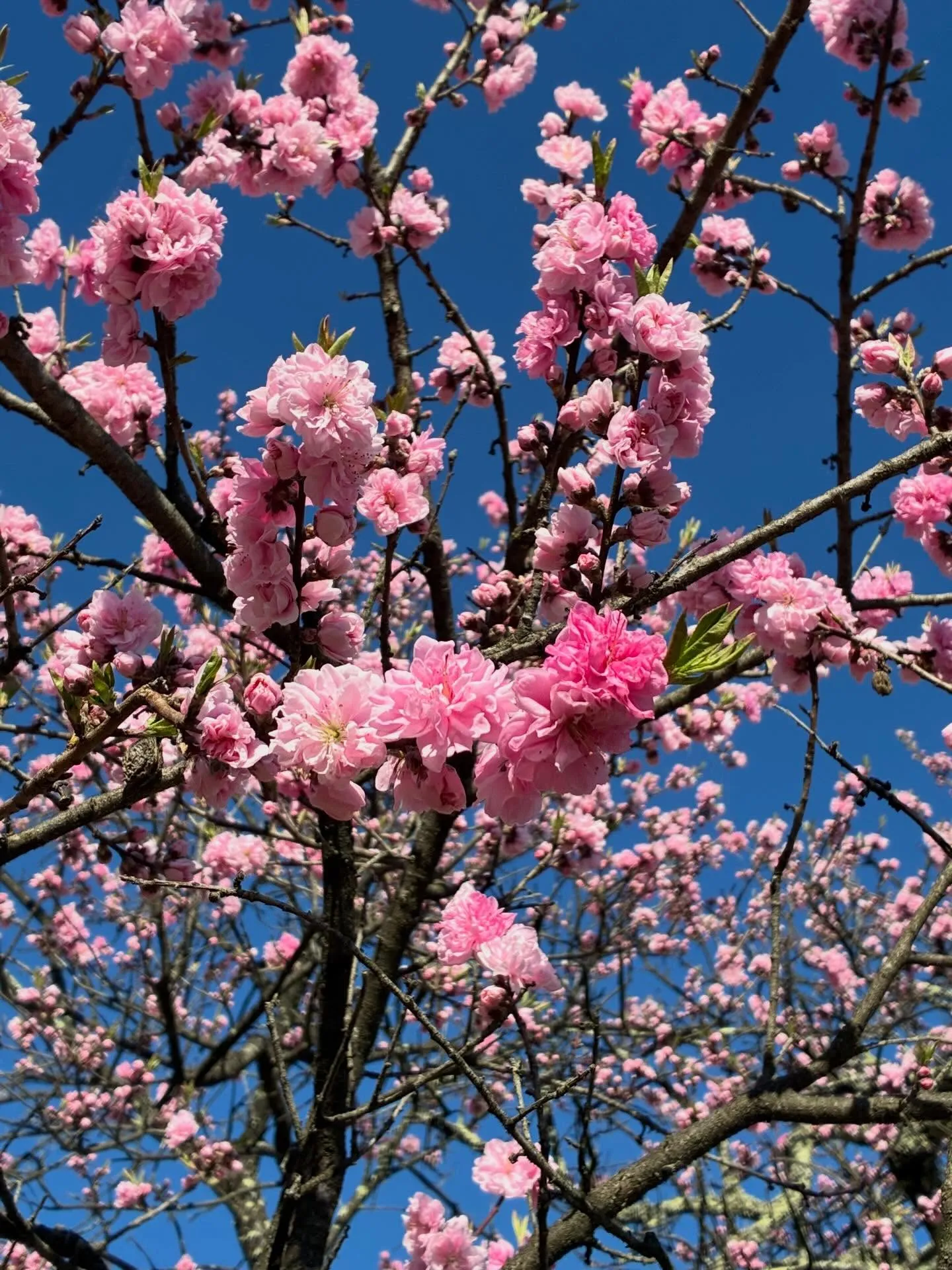 今日はカミさん孝行の日。